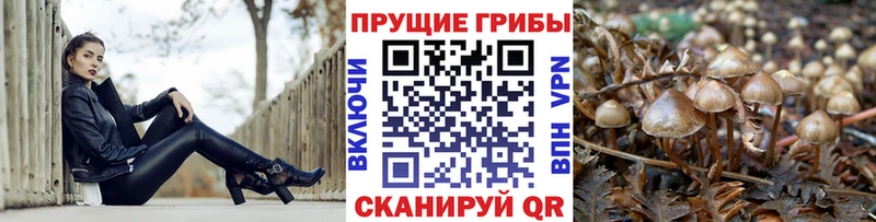 магазин Дрезна Псилоцибиновые грибы Psilocybine cubensis
